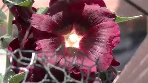 JVC GY-HM70 test video original